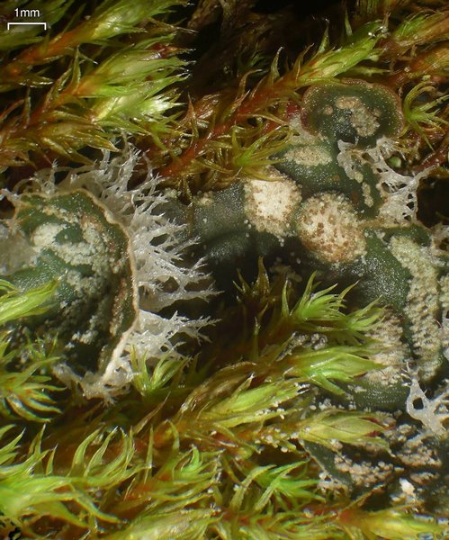 Peltigera extenuata