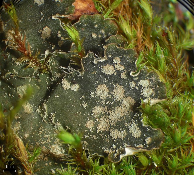 Peltigera extenuata