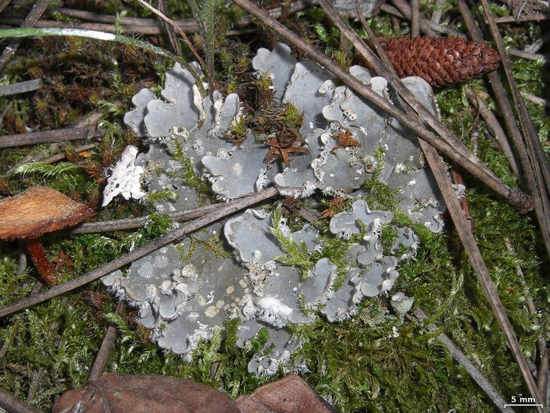 Peltigera extenuata