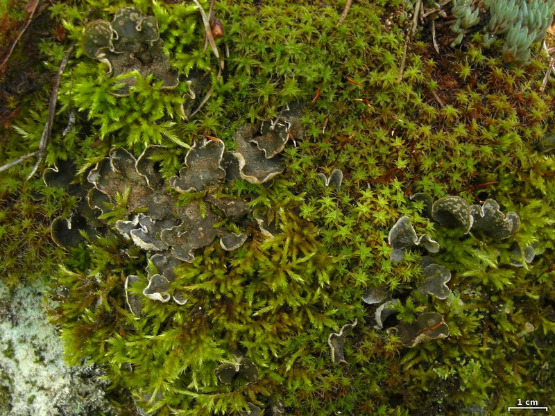 Peltigera extenuata