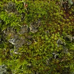 Peltigera extenuata