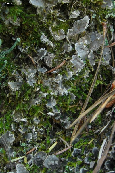 Peltigera extenuata