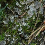 Peltigera extenuata