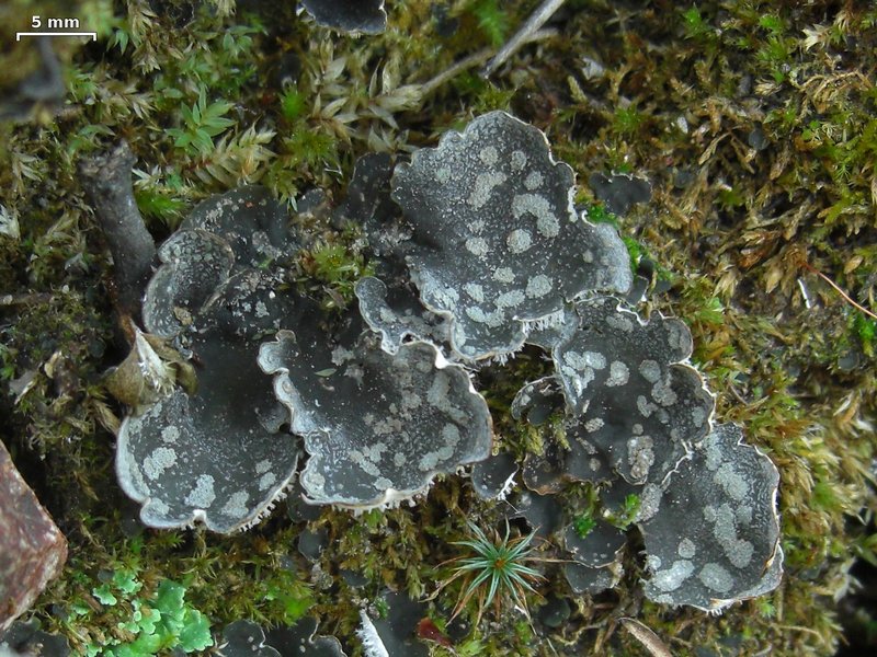 Peltigera extenuata