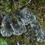 Peltigera extenuata