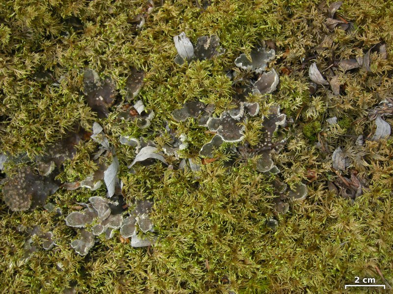 Peltigera extenuata