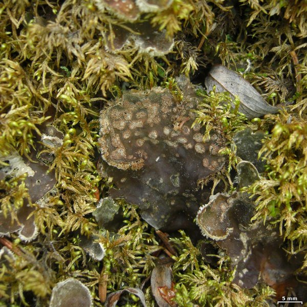 Peltigera extenuata