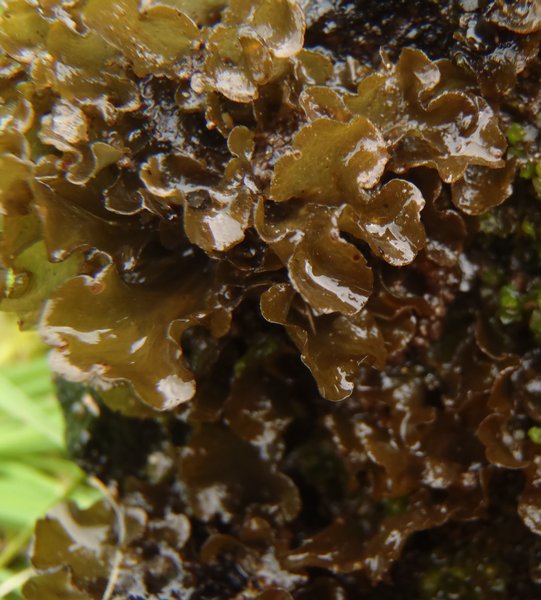 Hydrothyria gowardii