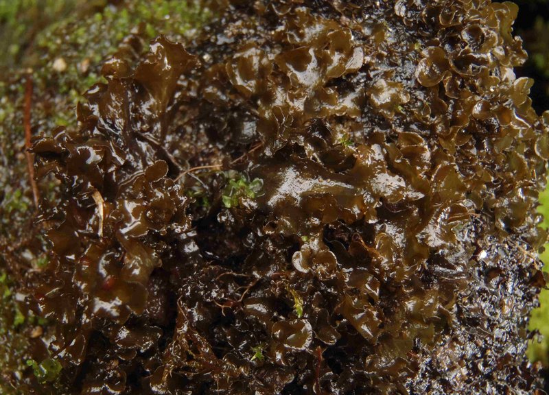 Hydrothyria gowardii