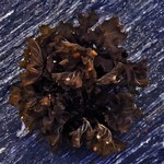 Hydrothyria gowardii