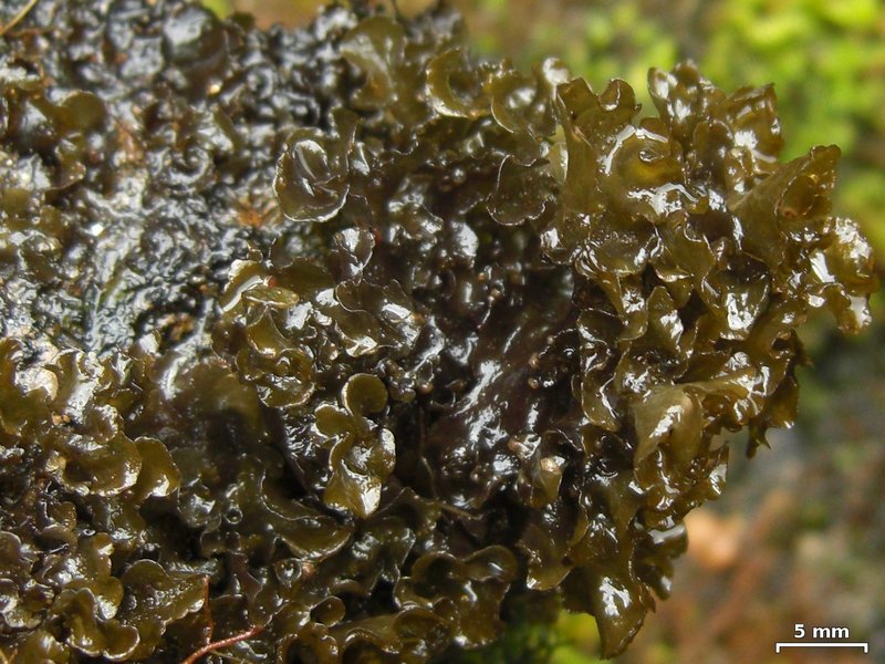 Hydrothyria gowardii