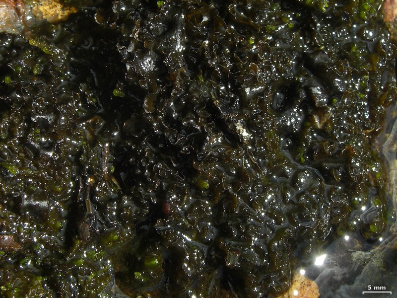 Hydrothyria gowardii