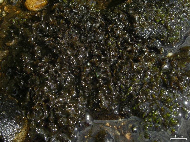 Hydrothyria gowardii