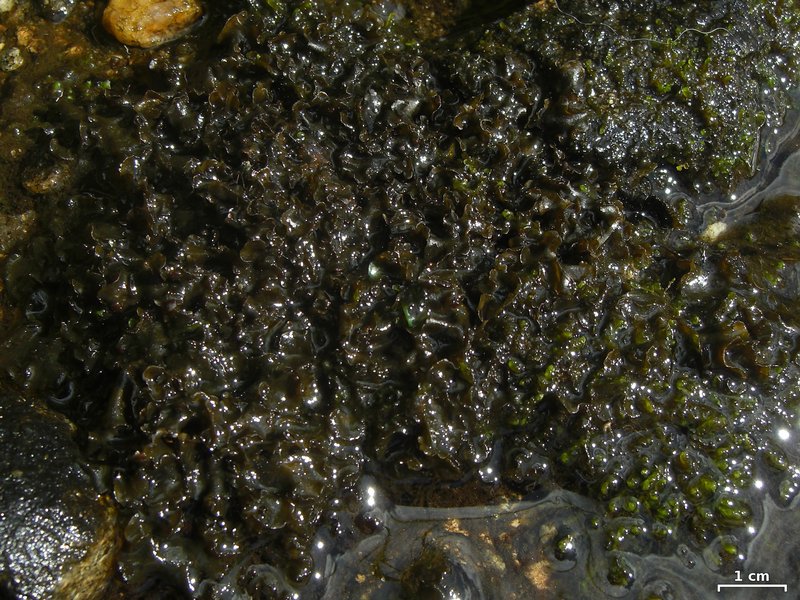 Hydrothyria gowardii