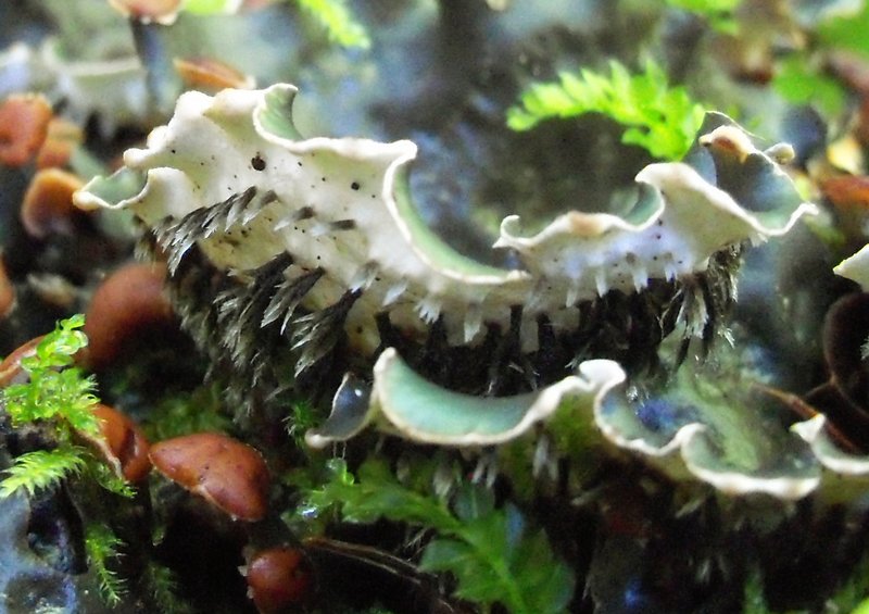 Peltigera horizontalis