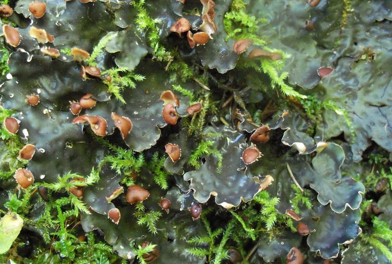 Peltigera horizontalis