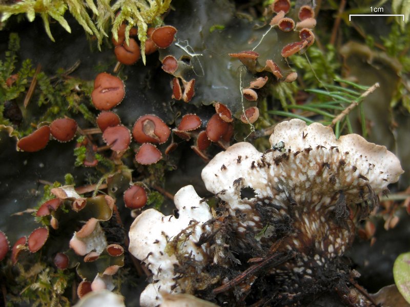 Peltigera horizontalis