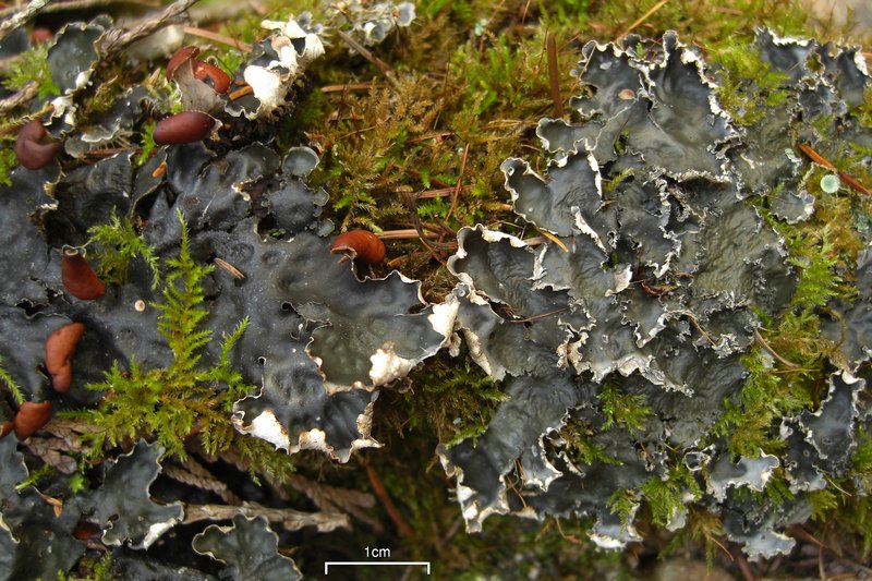 Peltigera horizontalis