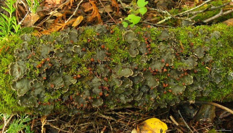 Peltigera horizontalis