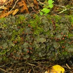 Peltigera horizontalis