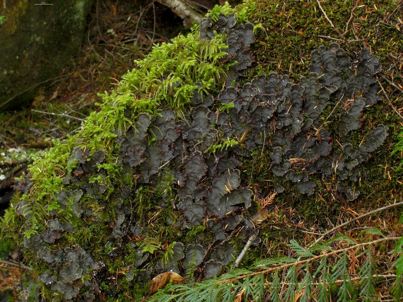 Peltigera horizontalis