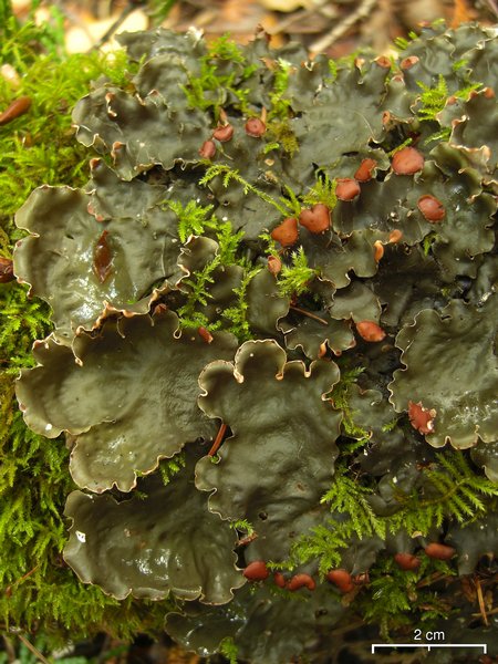 Peltigera horizontalis