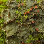 Peltigera horizontalis