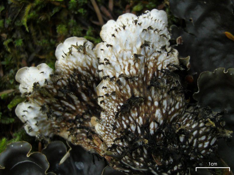 Peltigera horizontalis