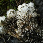 Peltigera horizontalis