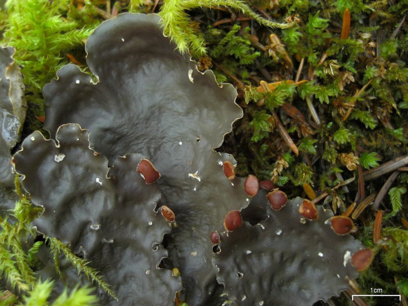 Peltigera horizontalis