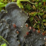 Peltigera horizontalis