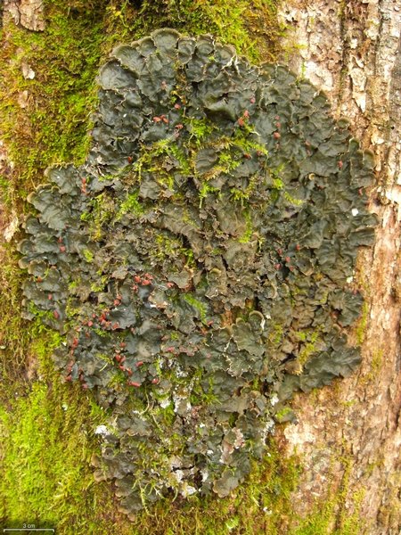 Peltigera horizontalis