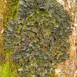 Peltigera horizontalis