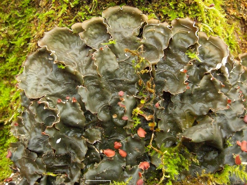 Peltigera horizontalis