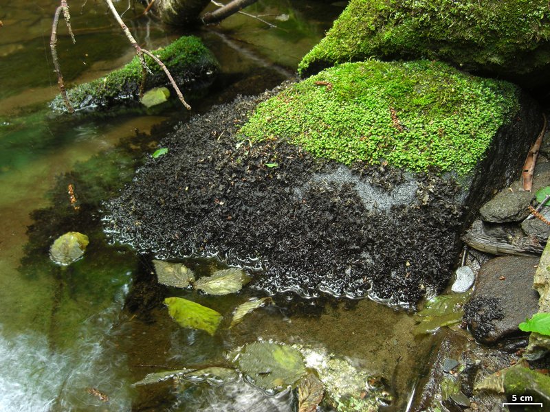 Hydrothyria venosa