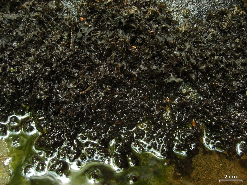 Hydrothyria venosa