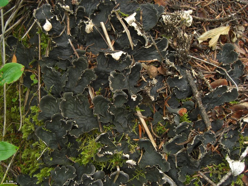 Peltigera kristinssonii