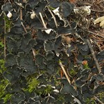 Peltigera kristinssonii