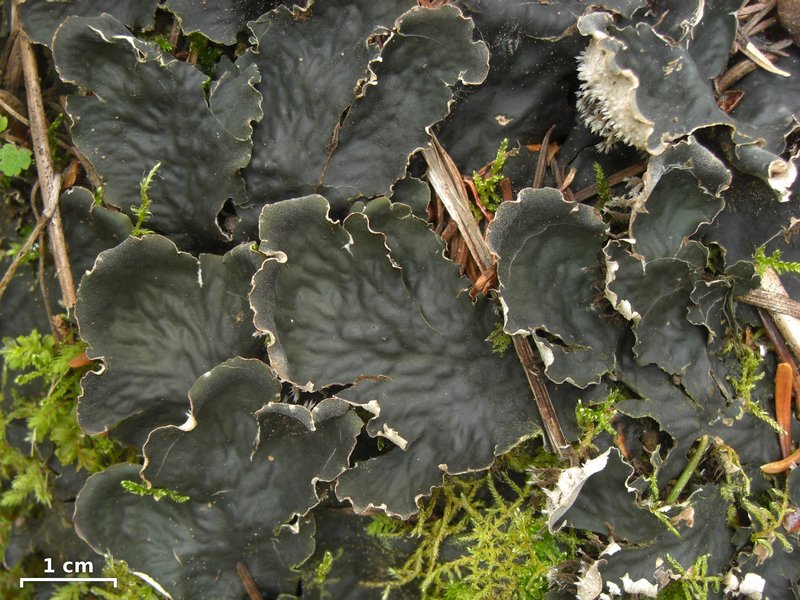 Peltigera kristinssonii
