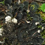 Peltigera kristinssonii