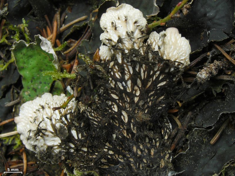 Peltigera kristinssonii