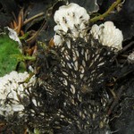 Peltigera kristinssonii