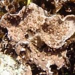 Peltigera lepidophora