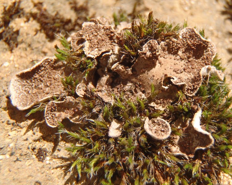 Peltigera lepidophora