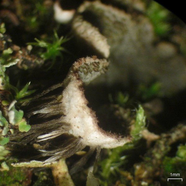 Peltigera lepidophora