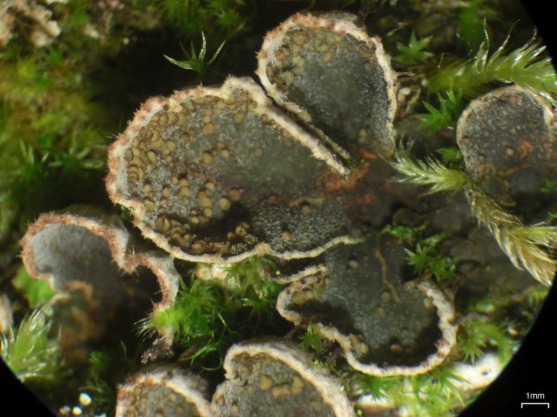 Peltigera lepidophora