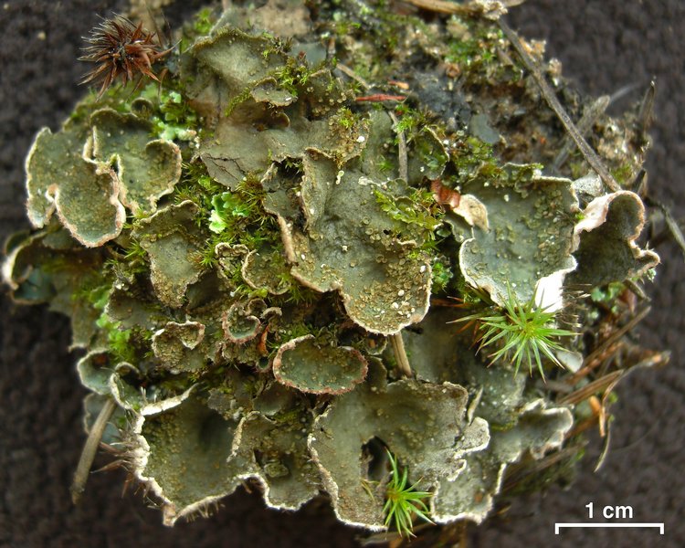 Peltigera lepidophora