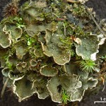 Peltigera lepidophora