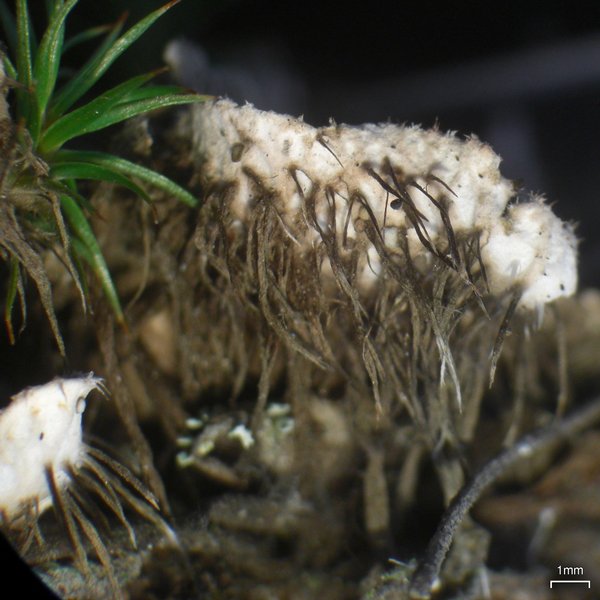 Peltigera lepidophora