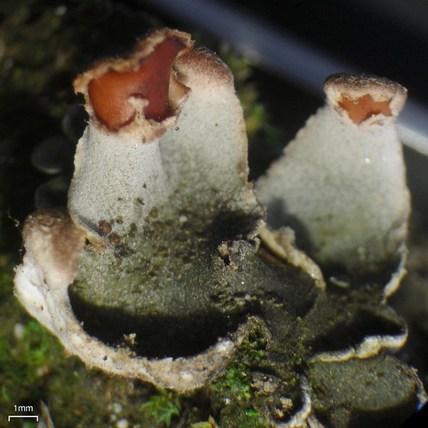 Peltigera lepidophora